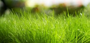 Fresh Grass HD Wallpaper