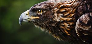 Golden Eagle wallpaper HD by William Hornaday