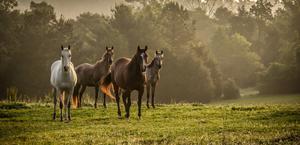 Horses running in the hills HD Wallpaper