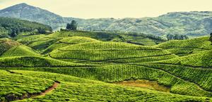 Kerala, India Tea plantation HD Wallpaper