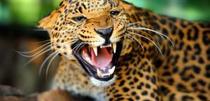 Leopard HD Wallpaper