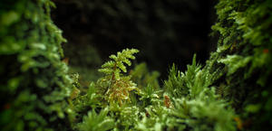 macro moss hd wallpaper