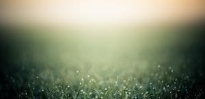 Eearly morning dew on grass HD Wallpaper