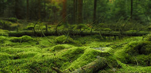 Mossy forest HD wallpaper