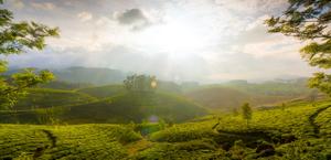 Munnar, India HD Mac PC Wallpaper