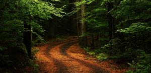 A beautiful road in a rain forest HD Wallpaper