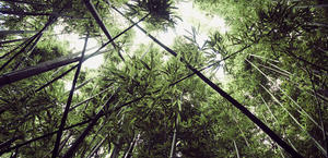 oahu hawaii bamboo forest