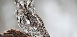 Winter Owl Big Wallpaper