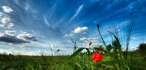 Poppy Fields HD Wallpaper