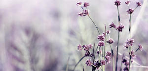 purple flowers wallpaper