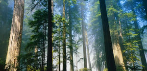 Redwood Forest, California HD Wallpaper