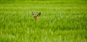 Shy Bambi in the Green Field HD Wallpaper