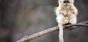 Snub nosed monkey wallpaper