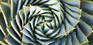 Spiral Succulent HD Wallpaper