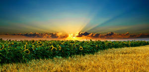 Sunflower fields HD wallpaper