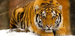 Tiger in the snow HD Wallpaper