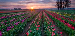 Tulip Fields by Jesse Estes' HD wallpaper