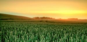 Wheat fields beautiful