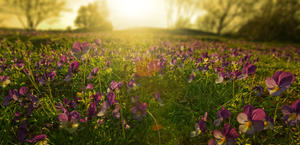 Wild Pansies Fields Sunrise