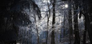 Winter Forest by Cyril Verron HD Wallpaper