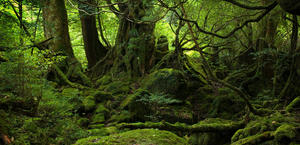 Yakushima Japan Wallpaper