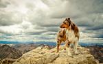 Australian shepherd