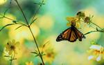 Macro HD Wallpaper butterfly nature