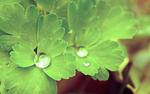 Dew Leaves HD Wallpaper