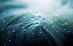 Feather droplets wallpaper