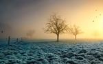 Frosty Grass Crows HD Wallpaper