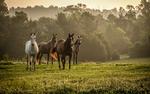 Horses running in the hills HD Wallpaper