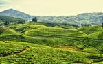Kerala, India Tea plantation HD Wallpaper