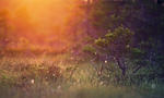 Morning in Wilderness Pine Sun Rays HD Wallpaper