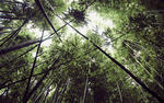 oahu hawaii bamboo forest