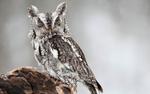 Winter Owl Big Wallpaper