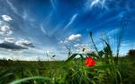 Poppy Fields HD Wallpaper