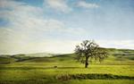 Rolling Hills HD Wallpaper