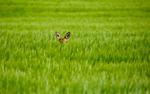 Shy Bambi in the Green Field HD Wallpaper