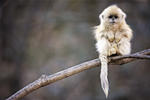 Snub nosed monkey wallpaper