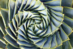 Spiral Succulent HD Wallpaper
