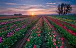 Tulip Fields by Jesse Estes' HD wallpaper