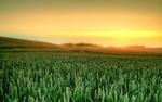 Wheat fields beautiful