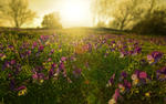 Wild Pansies Fields Sunrise