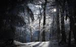 Winter Forest by Cyril Verron HD Wallpaper