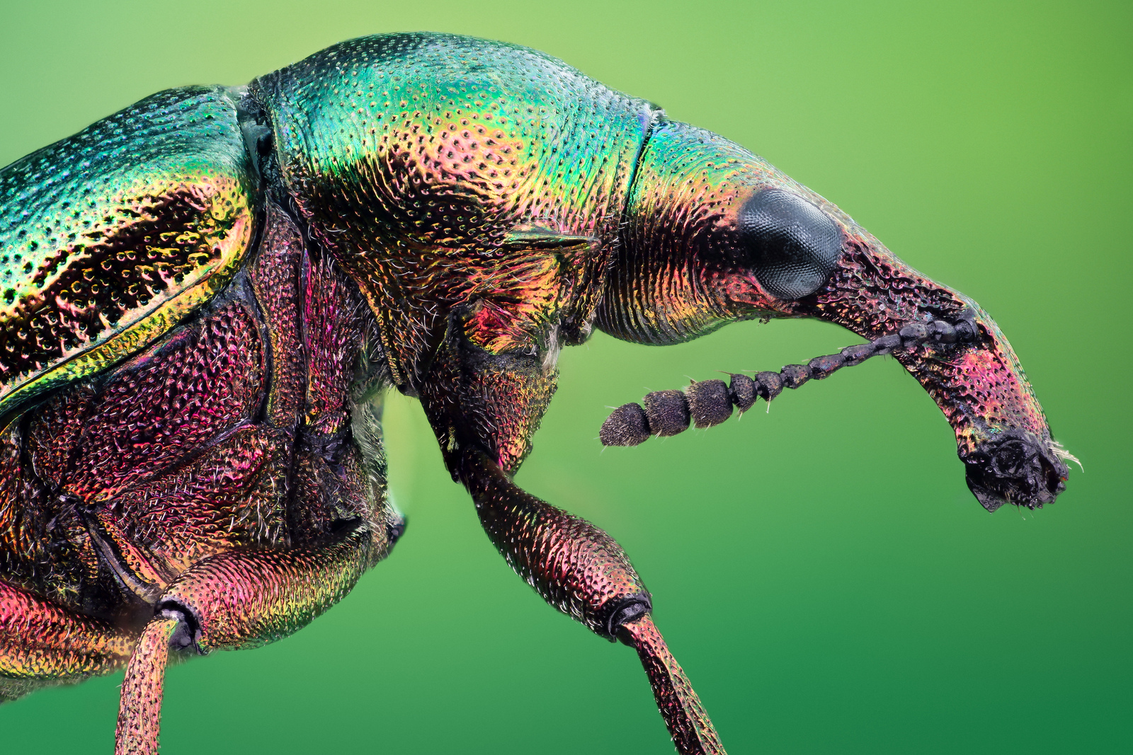 Incredible High Quality Macro  Photography of Insects 20 