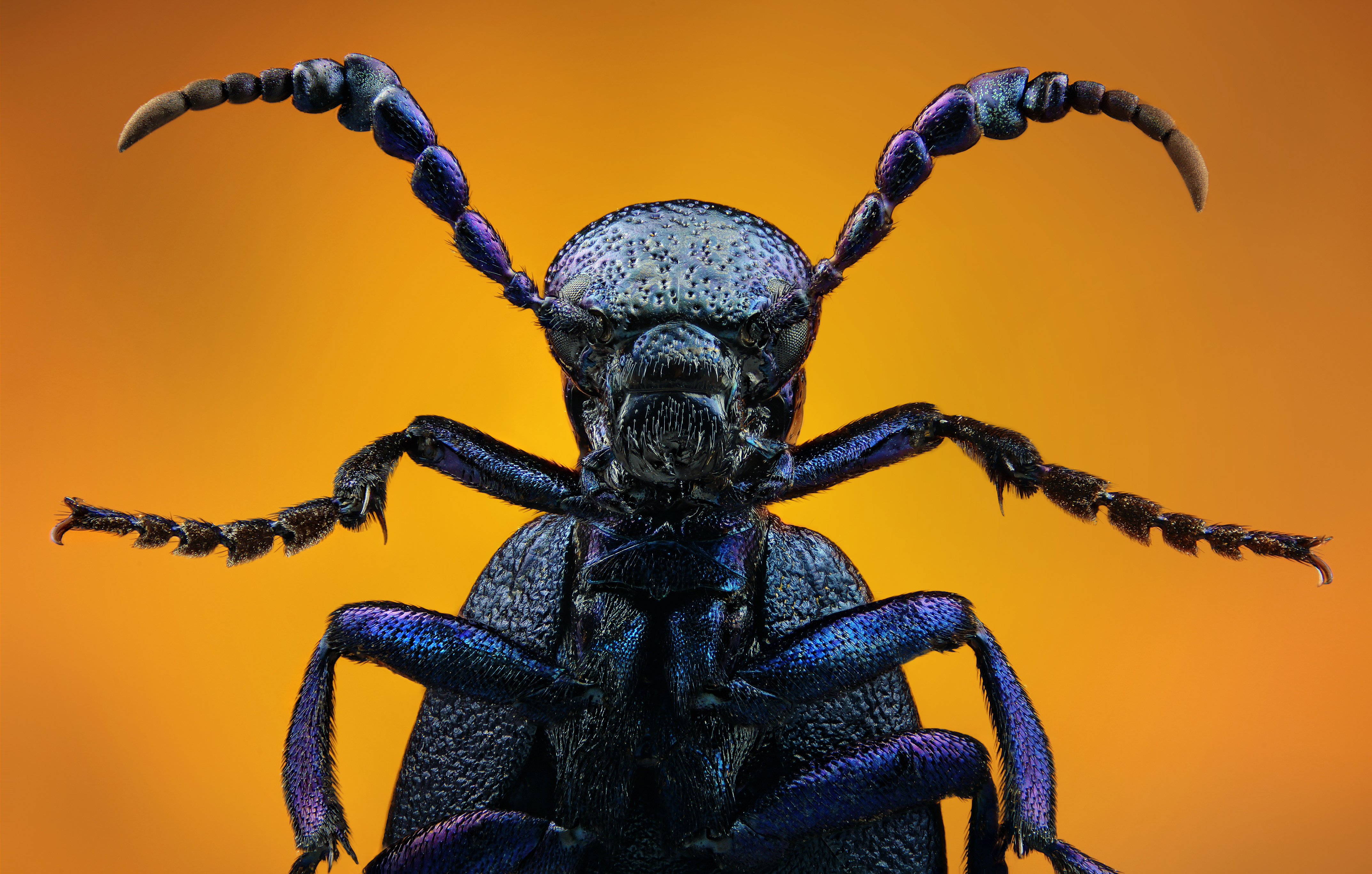 Incredible High Quality Macro  Photography of Insects 20 