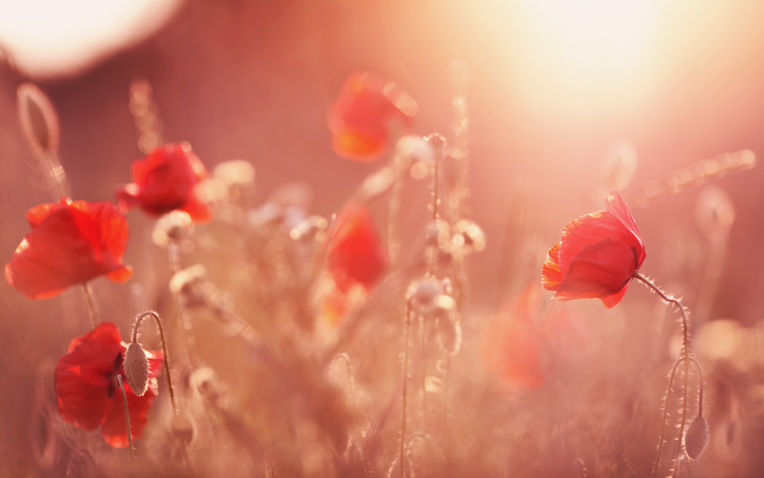 daily wallpaper sunset poppy