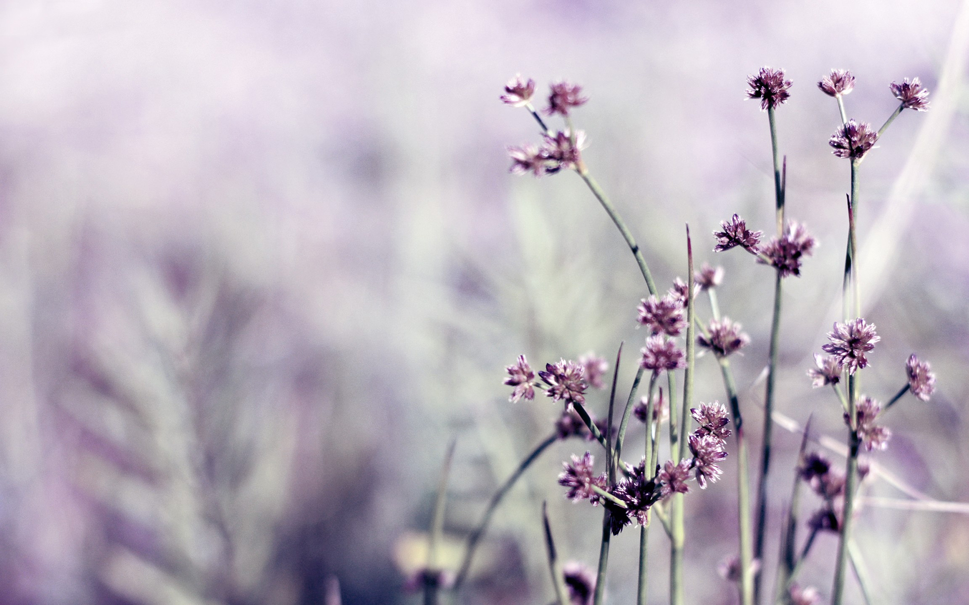 Daily Wallpaper Little Purple Flowers I Like To Waste My Time