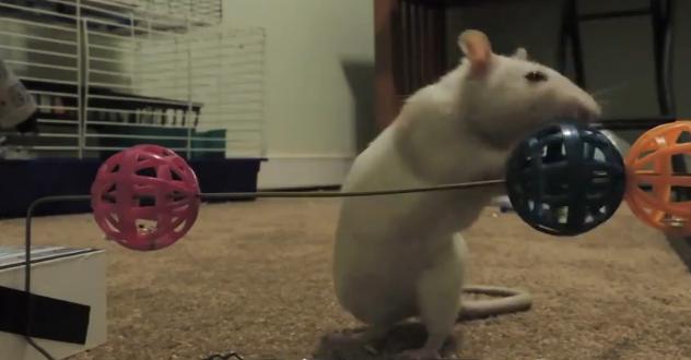 Trained Rats Performing Cool Tricks [Video] I Like To