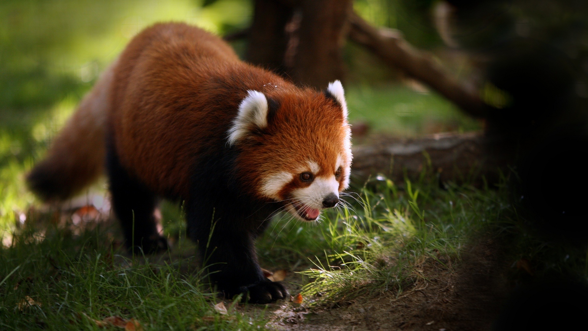 Daily Wallpaper: Red Panda | I Like To Waste My Time